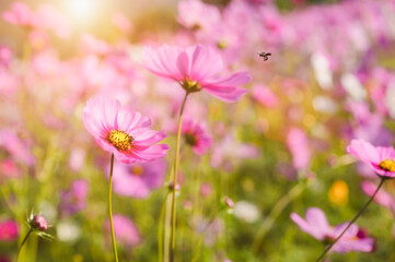 Beauty in nature of pink cosmos flower field blooms in morning with bee insect and pollen on outdoors in garden summer.