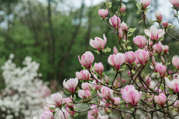  Pink magnolia tree blossom with blurred background