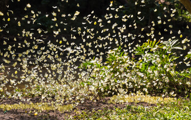 Group of beautiful butterflies is flying and perch suck eats food mineral water on floor in outdoor...