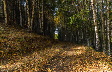 autumn road through a birch grove. autumn in the forest.