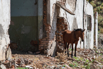 a lone horse is standing near a dilapidated abandoned building