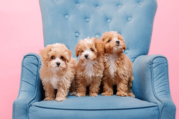 Maltipoo dogs. Three Adorable Maltese and Poodle mix Puppies. Pets sitting on the blue sofa against Pink background.