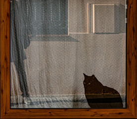 Gato dentro de una ventana