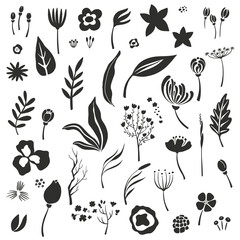 Vector collection of hand drawn floral elements.