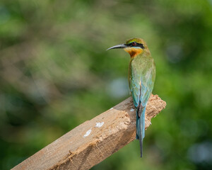 Blue Tailed Bee Eater perching eye level