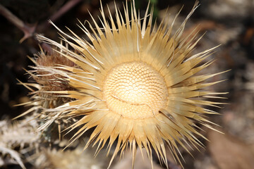 dry thistle macro in nature
