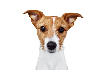Dog portrait close up portrait, Jack Russell terrier looking at camera isolated on white background