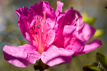 Naklejka premium Azalea Winter's Fool