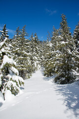 Winter landscape under fresh fallen snow 