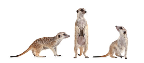 Funny meerkat in three different poses - Powered by Adobe