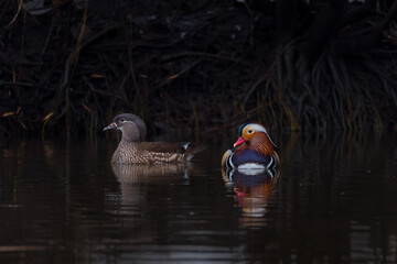 Bright Mandarin birds - the most beautiful ducks in the world