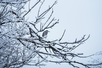 Fototapeta na wymiar Gray heron sitting on tree branch