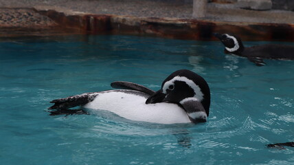 Photos taken at Notojima aquarium, Japan