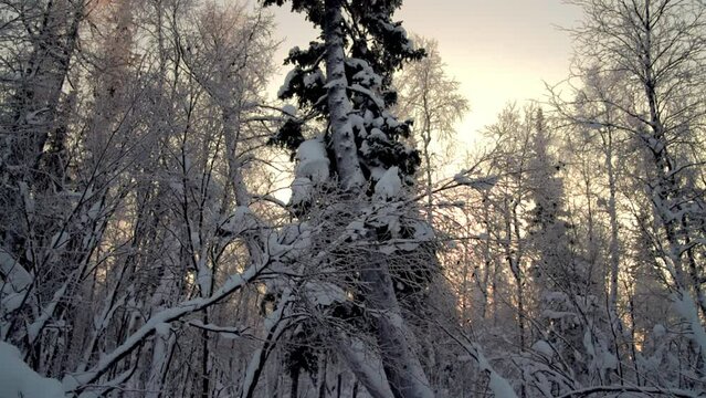 Winter forest at sunset, wiring from the bottom to the top