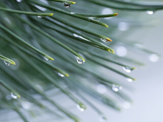 water drops on leaf