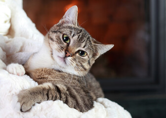 Little cute Cat lying on white fur .Gray Kitten close up. Cat on a background of fire in the fireplace .Care concept. Place for text. Striped little Kitten sitting in the arms of a Woman. Tabby