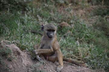 baby monkey 