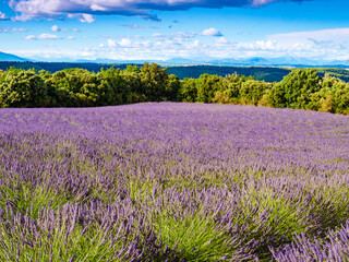 Fototapeta na wymiar Landscape with lavender field in Provence France