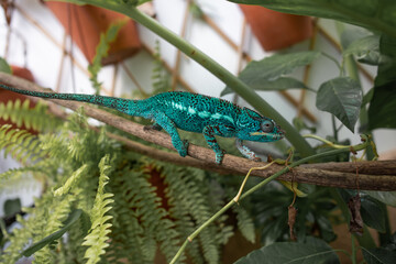 impressive exotic vertebrate chameleon with incredible colors moves very slowly © Cala Serrano