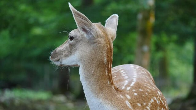 Single female fallow deer in natural environment. Deer Dama dama. Vision Park in Auberive region, France. Slow motion