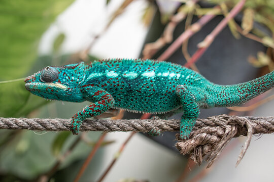 impressive exotic vertebrate chameleon with incredible colors moves very slowly