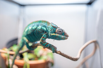 impressive exotic vertebrate chameleon with incredible colors moves very slowly © Cala Serrano