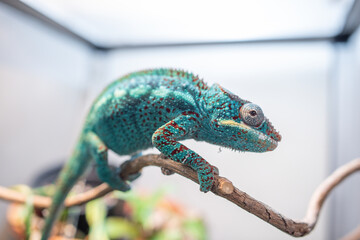 impressive exotic vertebrate chameleon with incredible colors moves very slowly © Cala Serrano