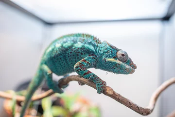 Foto op Canvas impressive exotic vertebrate chameleon with incredible colors moves very slowly © Cala Serrano