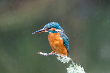 Female kingfisher (Alcedo atthis) perched on a branch