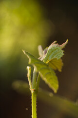 Winorośl w rozkwicie