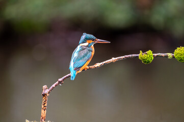Female kingfisher (Alcedo atthis) perched on a branch