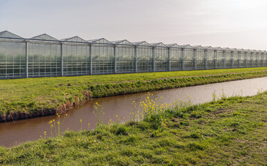 Fototapeta premium Yellow flowering rapeseed in the verge next to the ditch. In the background is a greenhouse horticulture company. The photo was taken on a cloudy day in spring in the Dutch province of North Brabant.