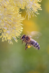 Bee - Apis mellifera - pollinates Thalictrum flavum - common meadow-rue