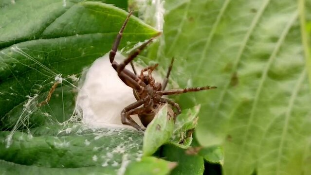 female spider guards a cocoon of eggs in a green leaf.