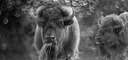 Foto op Plexiglas European bison - bull and nice bokeh © Vera Kuttelvaserova