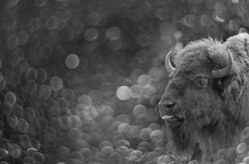European bison - bull and nice bokeh © Vera Kuttelvaserova