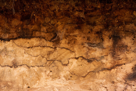 Podzol soil profile, caused by displacement of metal-humus complexes from the top layer to greater depth, where it forms dark horizonal fibers. In the pofile are several holes of insects, bees of wasp