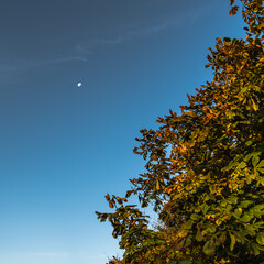 autumn leaves on trees with the moon