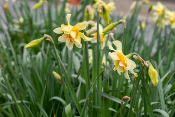 Fototapeta premium Daffodil Peach Cobbler