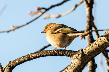 Common Chaffinch perched on a tree branch
