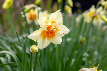 Daffodil Peach Cobbler