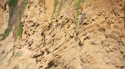 Kurkar cliff by the sea in Israel with green plants.
