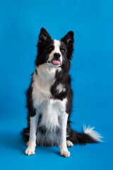 Selective focus funny view of handsome long-haired border collie sitting against plain blue background staring with tongue out and intent expression