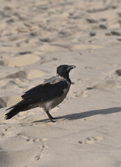 crow on the beach in search of food