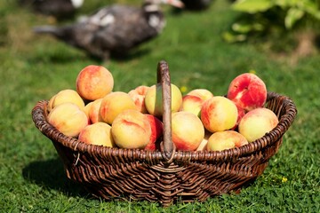 A basket full of newly harvested peaches