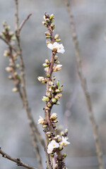 Buding branch with white flowers