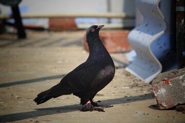 pigeons on the street