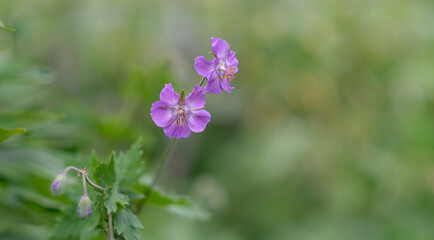 Fototapeta premium Purple flower