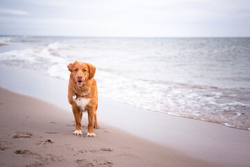 Pies nad morzem - obrazy, fototapety, plakaty