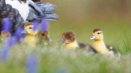 Fluffy newborn moscovy ducklings